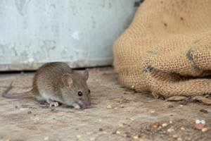 Dusty Mouse Hantavirus